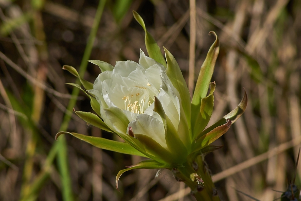 Moon cactus, white flower with green foliage